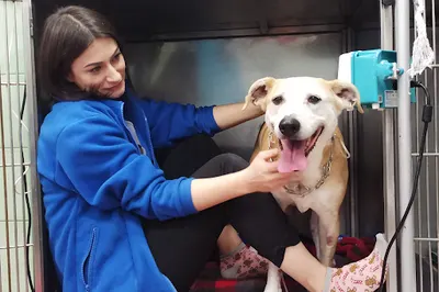 Przychodnia Weterynaryjna Arka